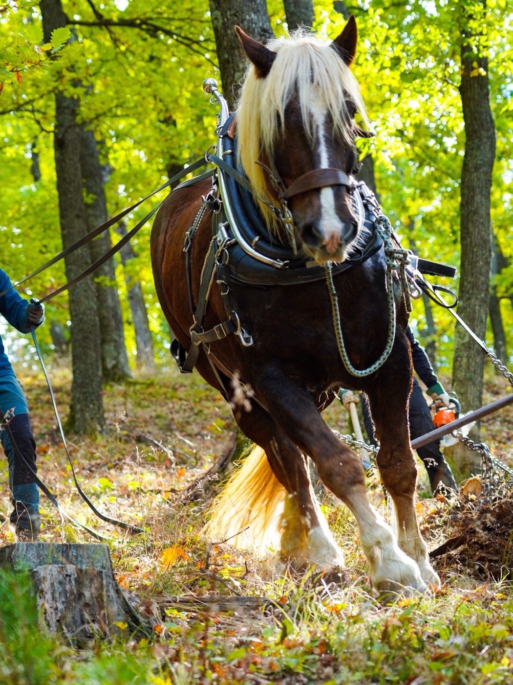 Christof rückt mit einem Pferd einen Stamm aus dem Wald